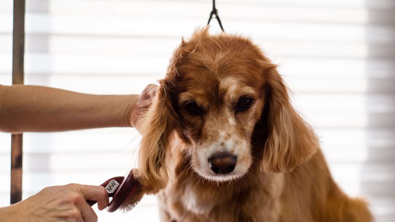 Dog being gently brushed during a grooming session
