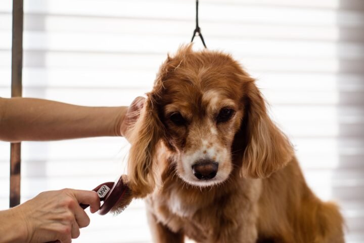 Dog being gently brushed during a grooming session