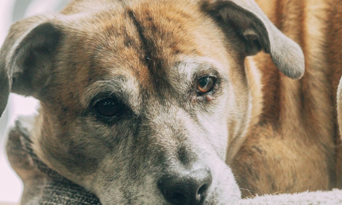 Senior dog resting comfortably indoors during quality-of-life monitoring