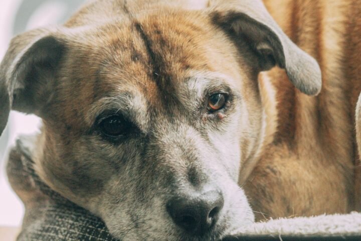 Senior dog resting comfortably indoors during quality-of-life monitoring