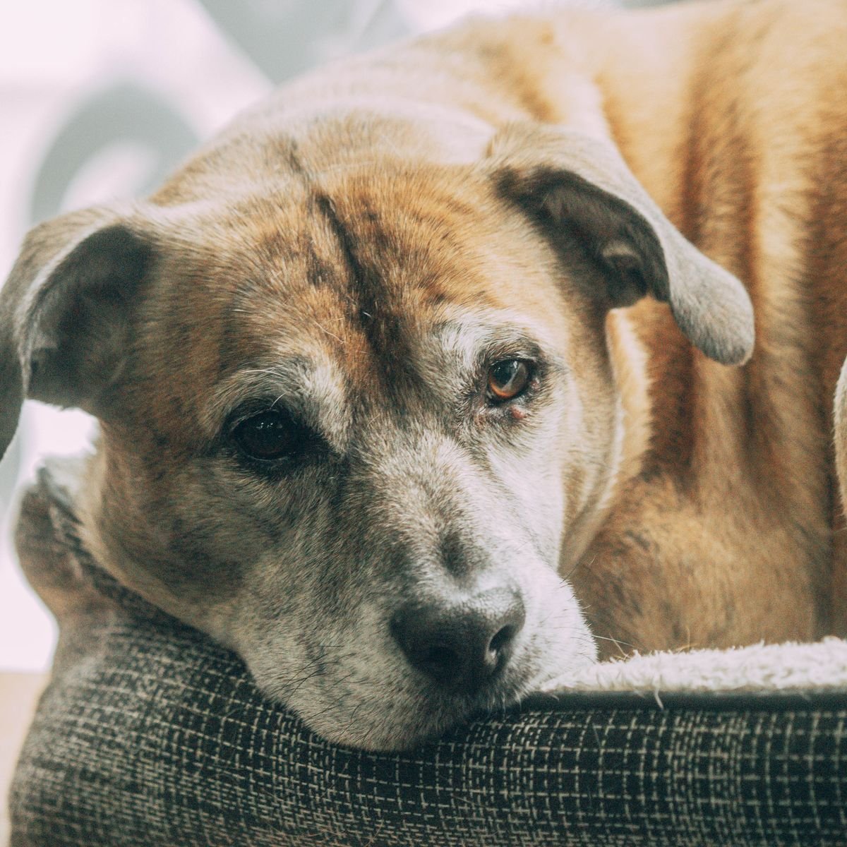 Senior dog resting comfortably indoors during quality-of-life monitoring