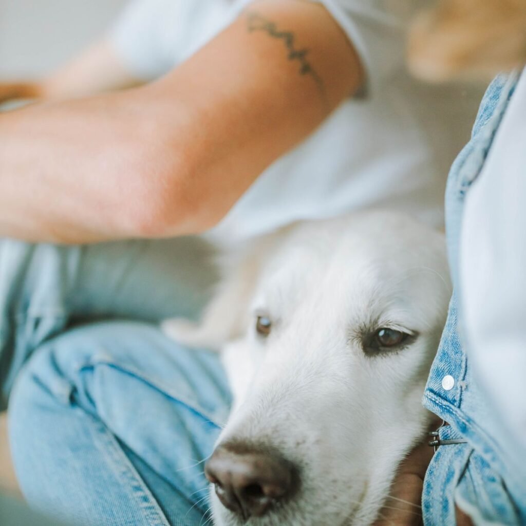 Dog resting calmly with a caregiver during in-home pet care
