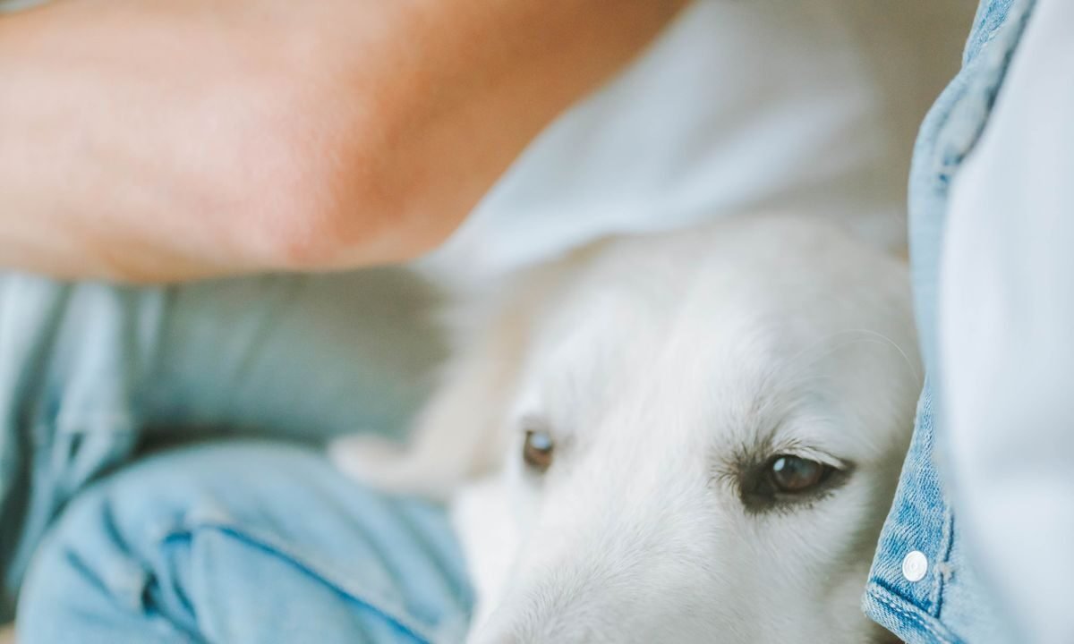 Dog resting calmly with a caregiver during in-home pet care
