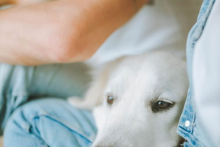 Dog resting calmly with a caregiver during in-home pet care