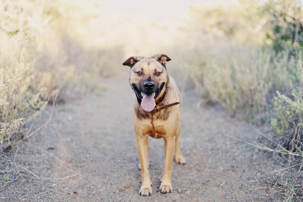 Muscular short-haired dog standing outdoors