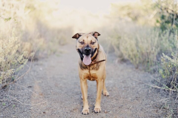 Muscular short-haired dog standing outdoors