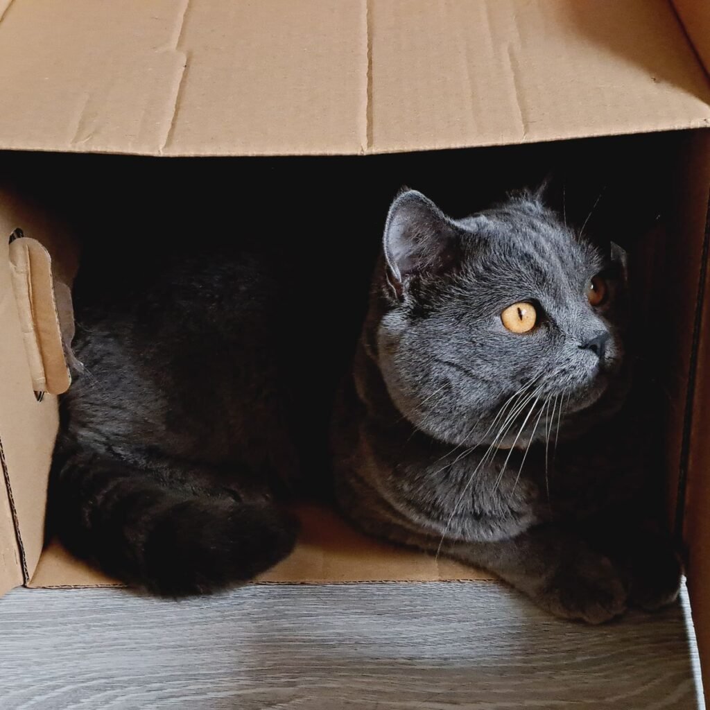 Cat resting inside a quiet cardboard box prepared as a comfortable nesting area