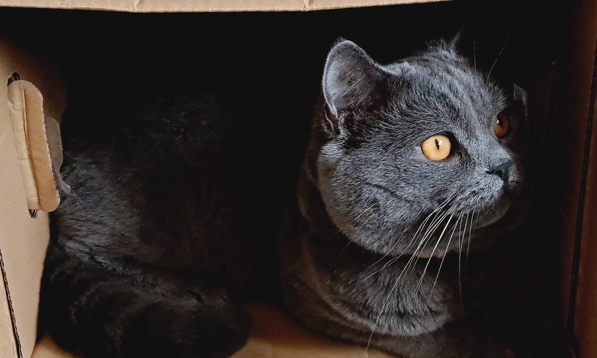 Cat resting inside a quiet cardboard box prepared as a comfortable nesting area