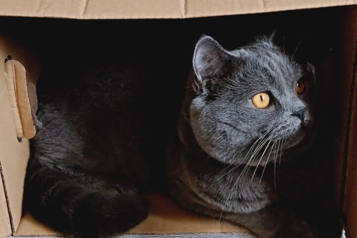 Cat resting inside a quiet cardboard box prepared as a comfortable nesting area