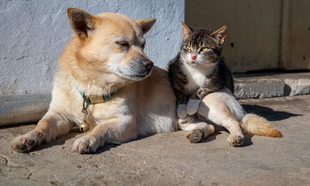 Dog and cat sitting calmly together after a gradual introduction