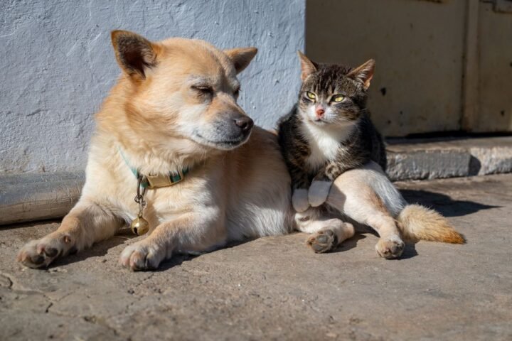Dog and cat sitting calmly together after a gradual introduction