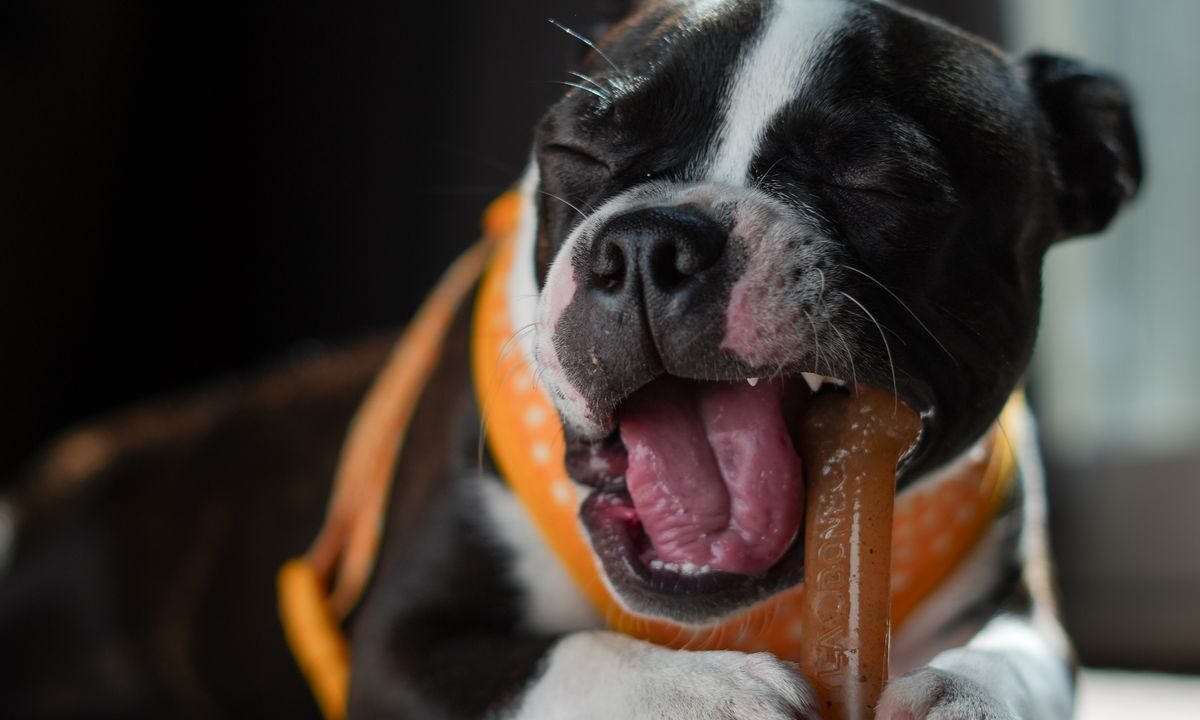 Boston Terrier puppy chewing a toy indoors