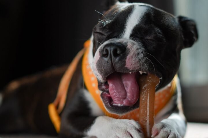 Boston Terrier puppy chewing a toy indoors
