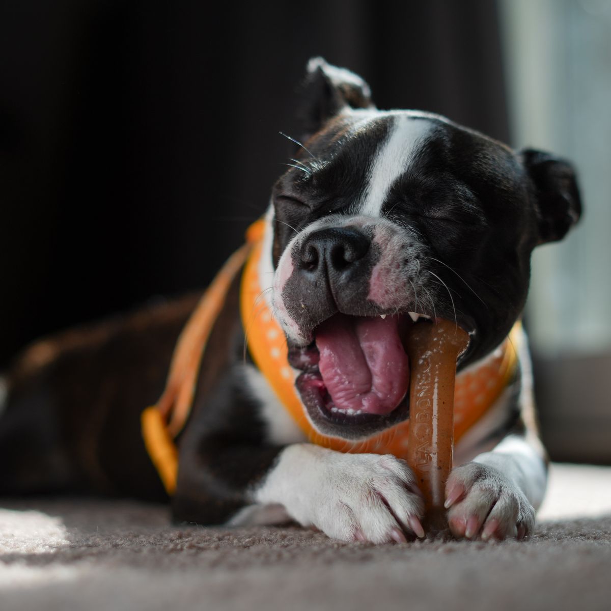 Boston Terrier puppy chewing a toy indoors