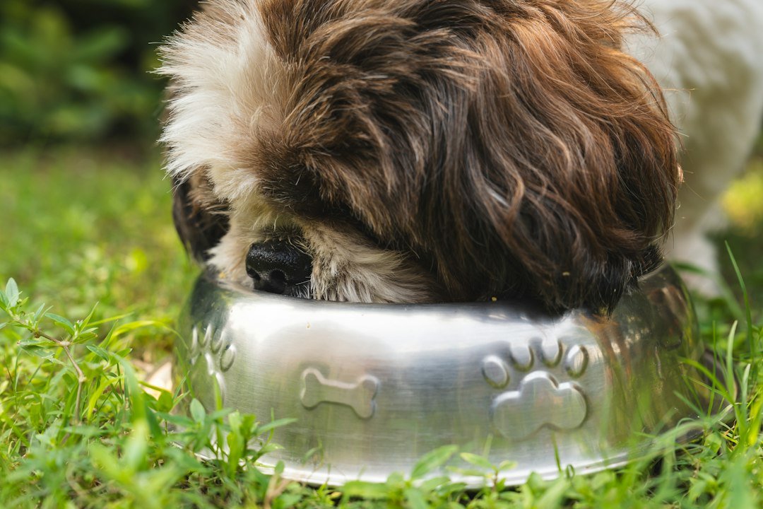 Young puppy eating from a food bowl during a measured growth-feeding routine