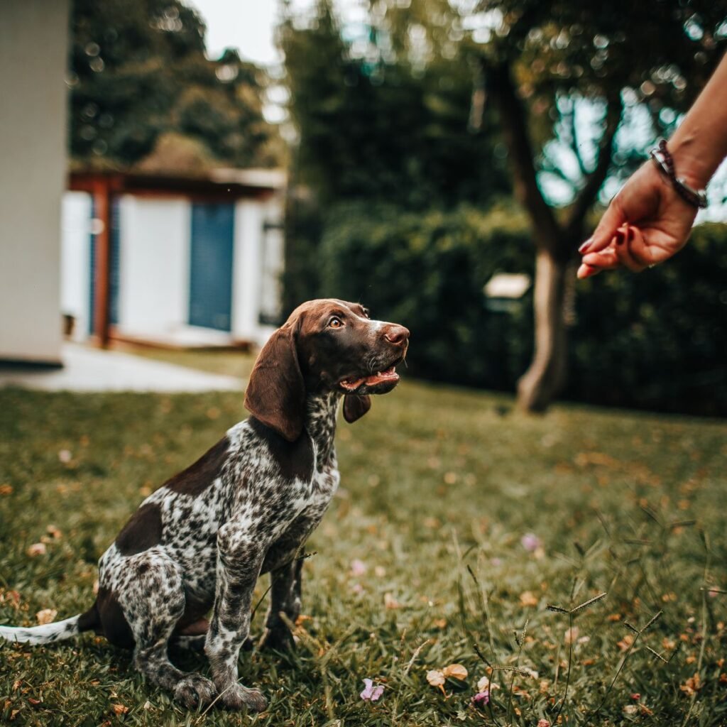 Puppy learning during a positive reinforcement training session outdoors