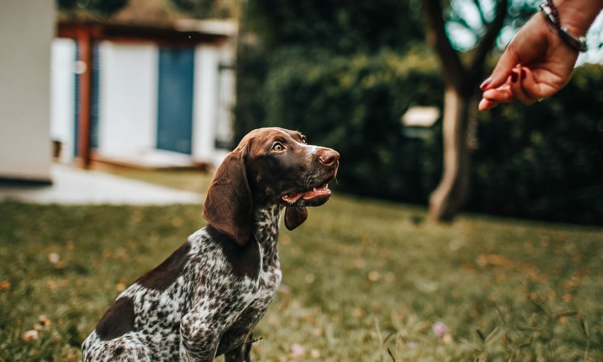Puppy learning during a positive reinforcement training session outdoors