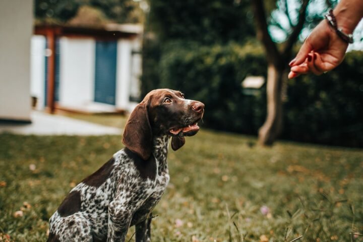 Puppy learning during a positive reinforcement training session outdoors