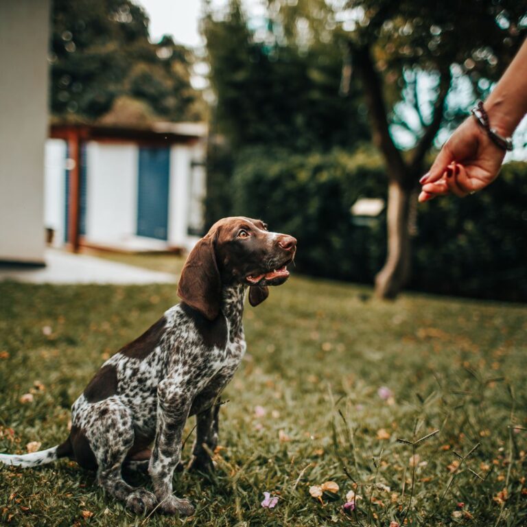 Puppy learning during a positive reinforcement training session outdoors