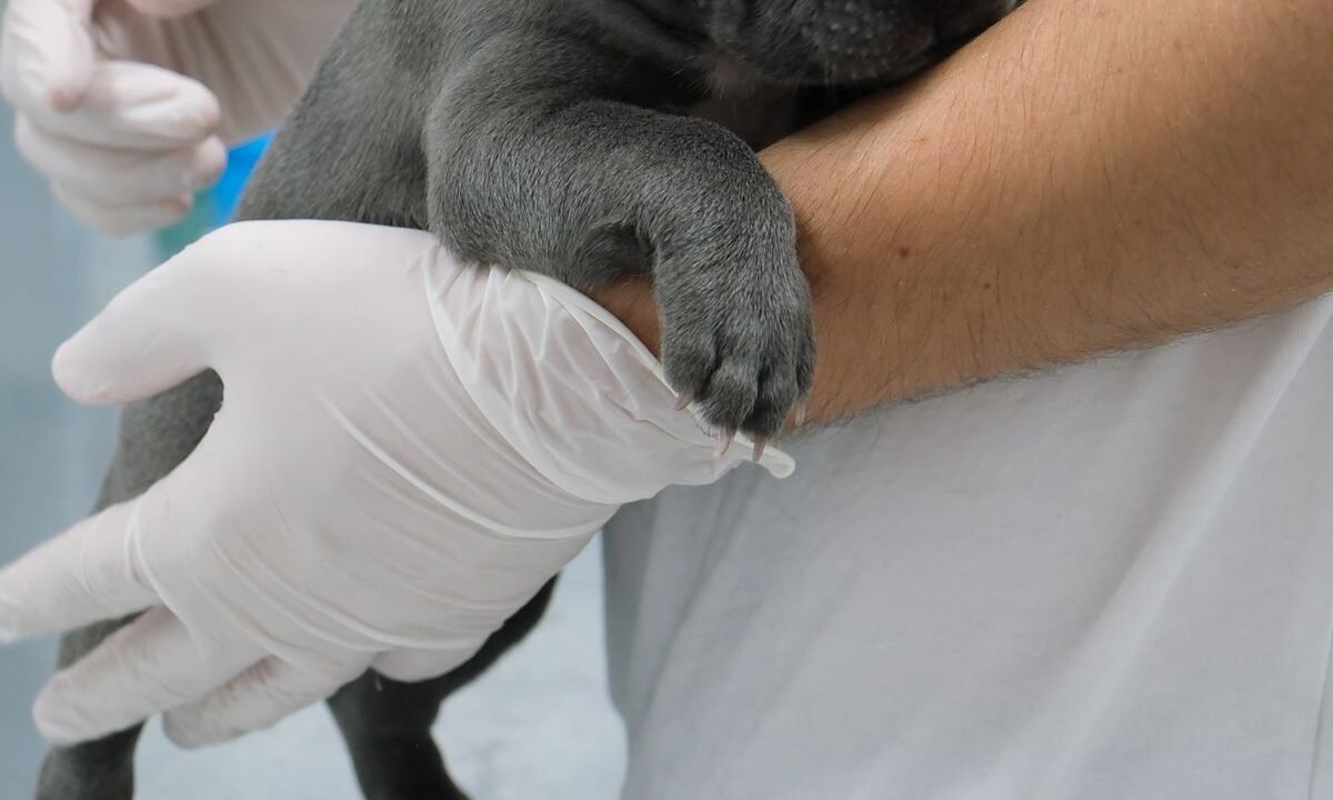 Young puppy at a veterinary clinic during a vaccination appointment
