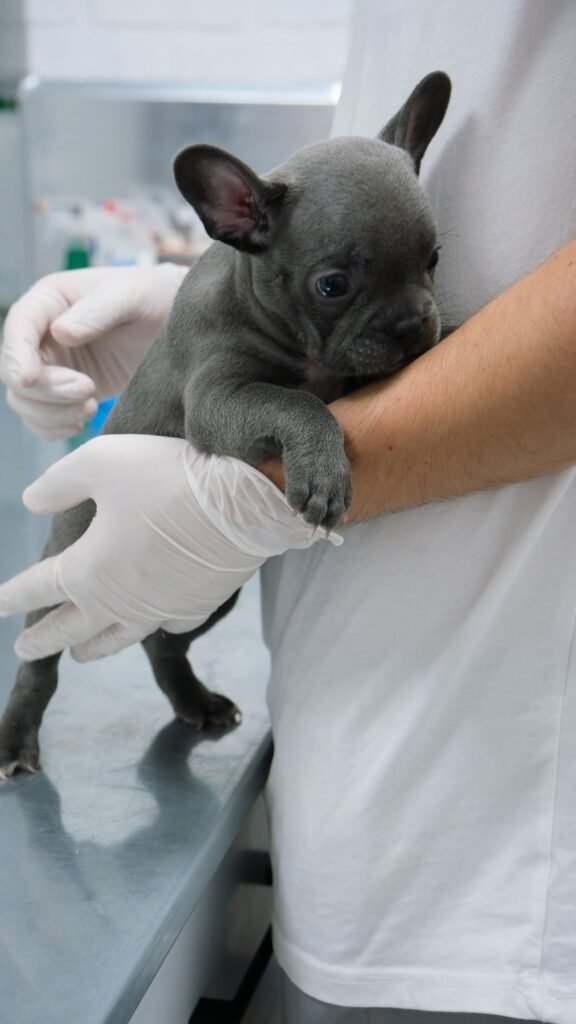 Young puppy at a veterinary clinic during a vaccination appointment