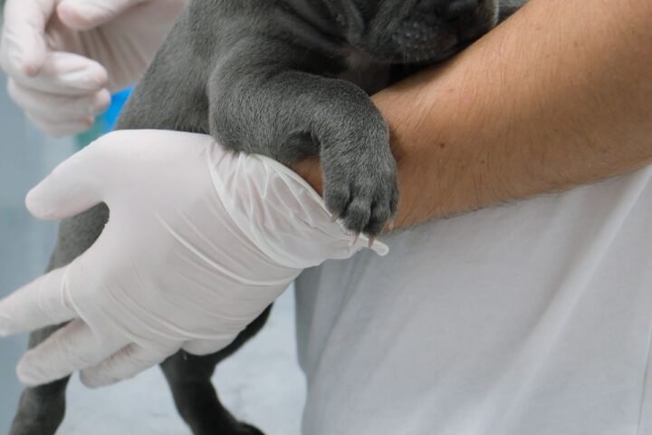 Young puppy at a veterinary clinic during a vaccination appointment