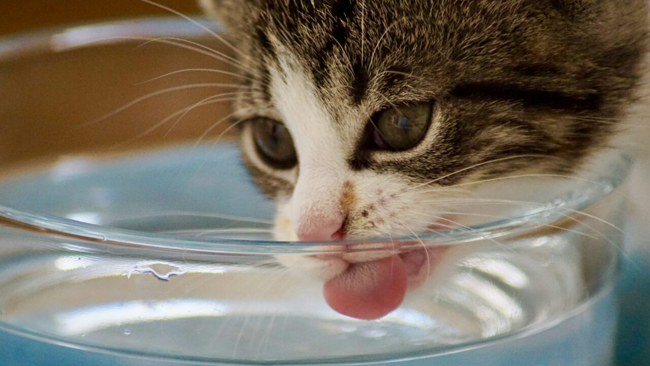 Cat drinking from a quiet pet water fountain