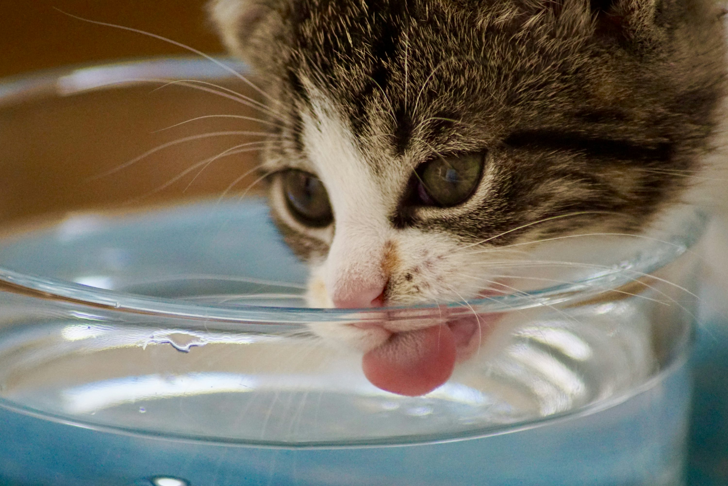 Cat drinking from a quiet pet water fountain