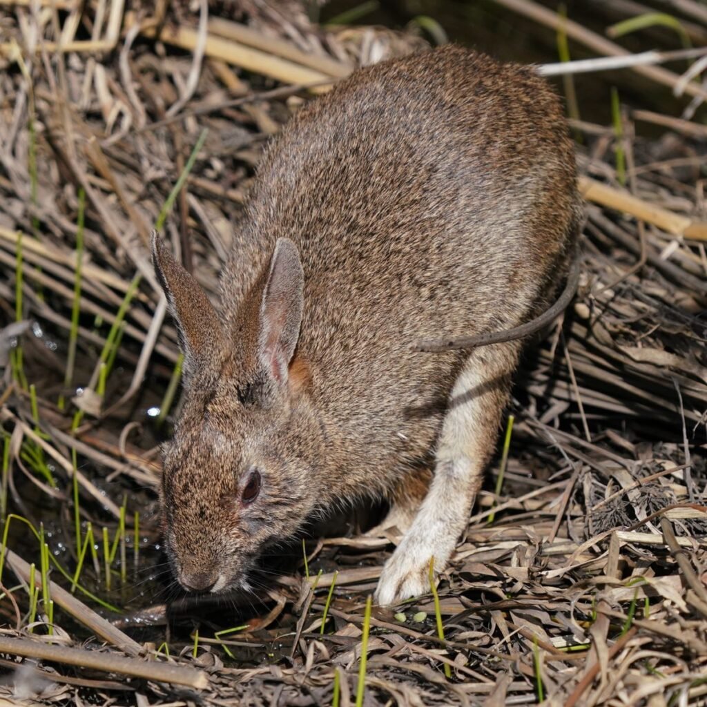 Rabbit drinking fresh water beside vegetation