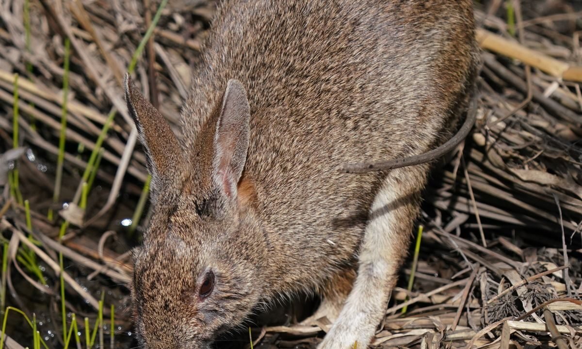 Rabbit drinking fresh water beside vegetation