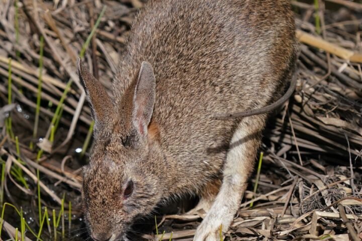 Rabbit drinking fresh water beside vegetation
