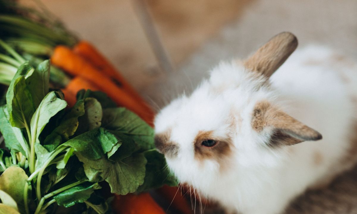 Pet rabbit eating carrots, radishes and leafy greens indoors