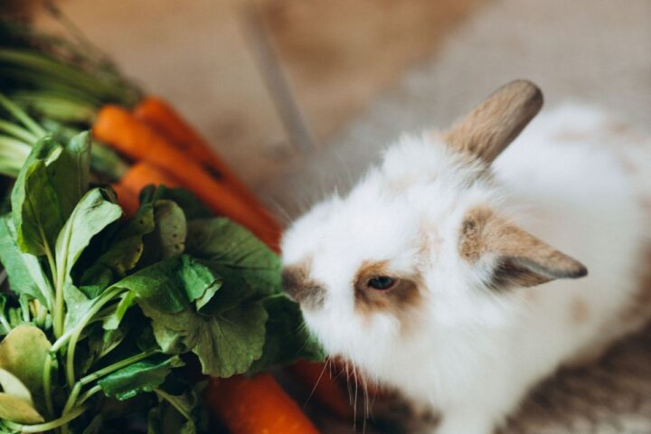 Pet rabbit eating carrots, radishes and leafy greens indoors