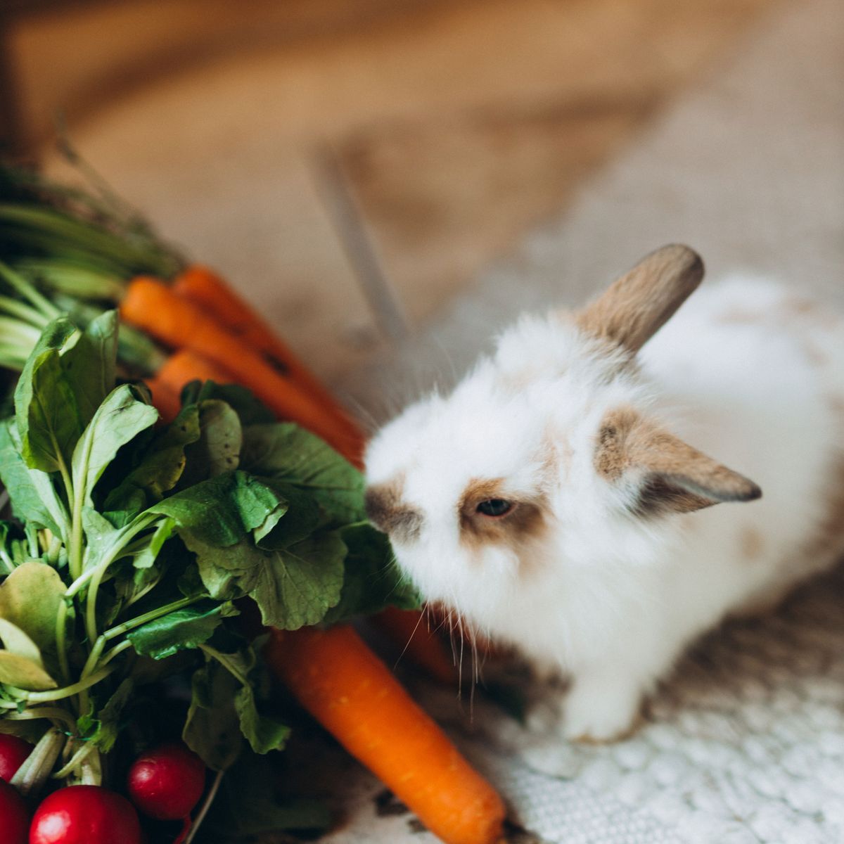 Pet rabbit eating carrots, radishes and leafy greens indoors