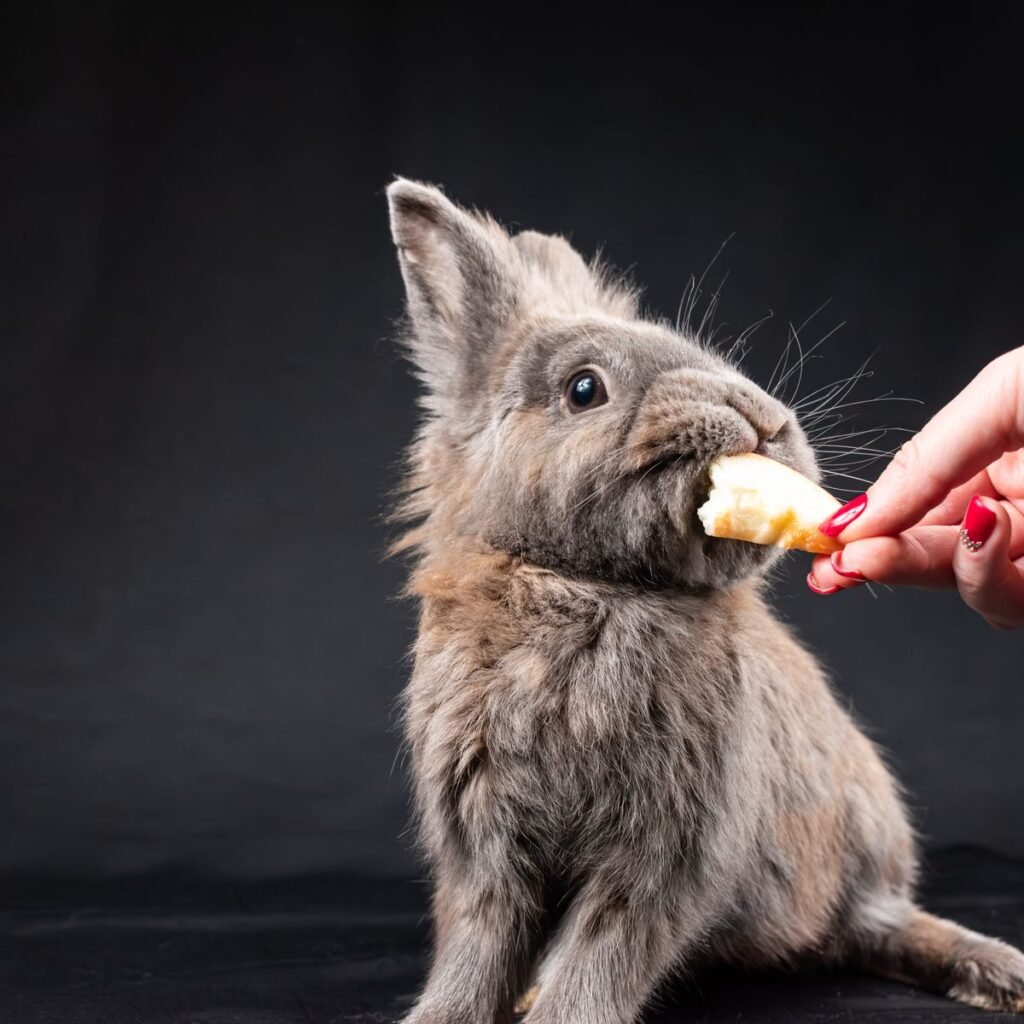 Pet rabbit taking food from a person's hand during enrichment