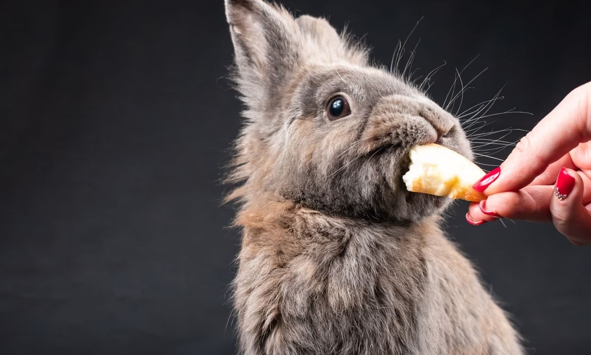 Pet rabbit taking food from a person's hand during enrichment