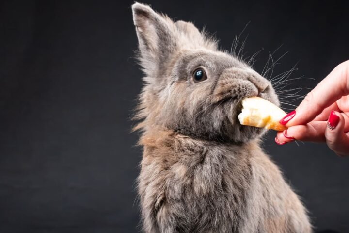 Pet rabbit taking food from a person's hand during enrichment
