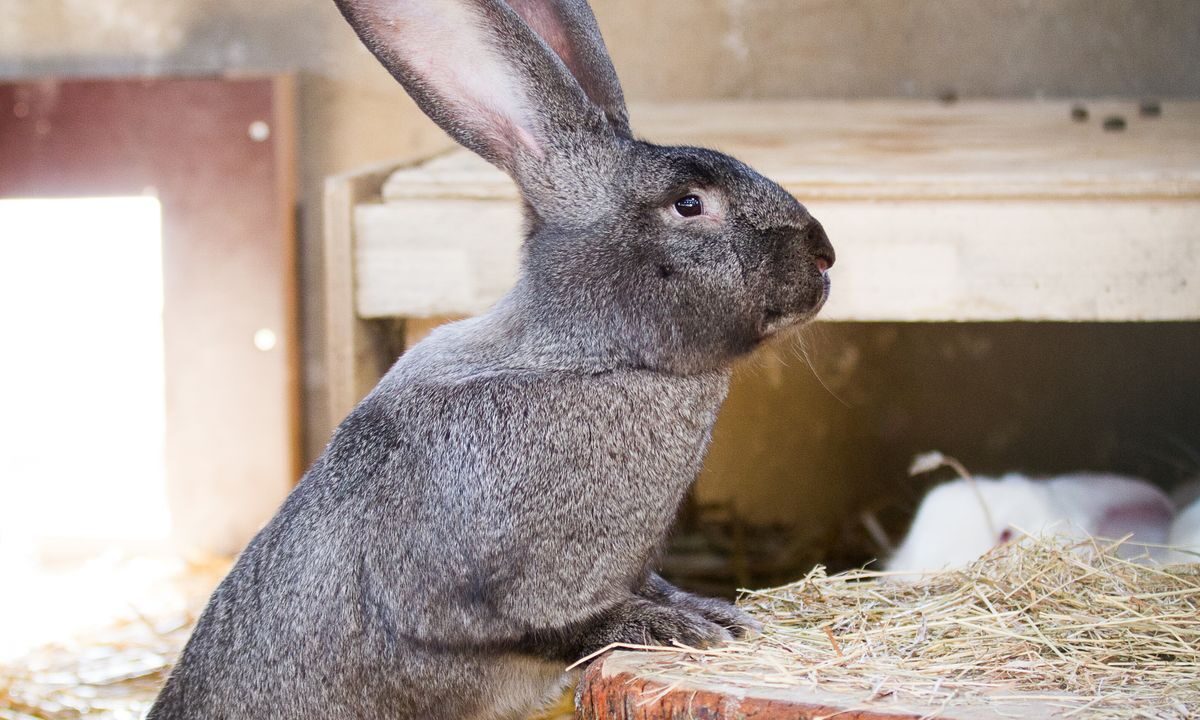 Domestic rabbit sitting on hay in an indoor habitat