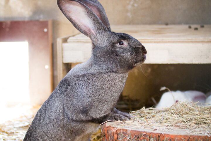 Domestic rabbit sitting on hay in an indoor habitat
