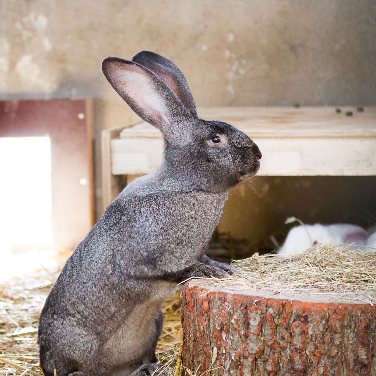 Domestic rabbit sitting on hay in an indoor habitat