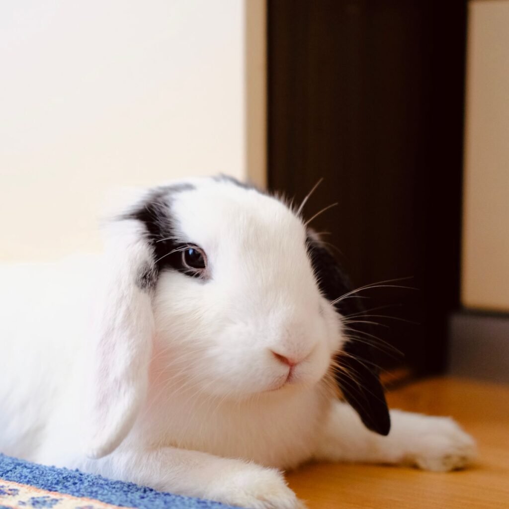Holland Lop rabbit resting indoors while an owner monitors comfort and posture