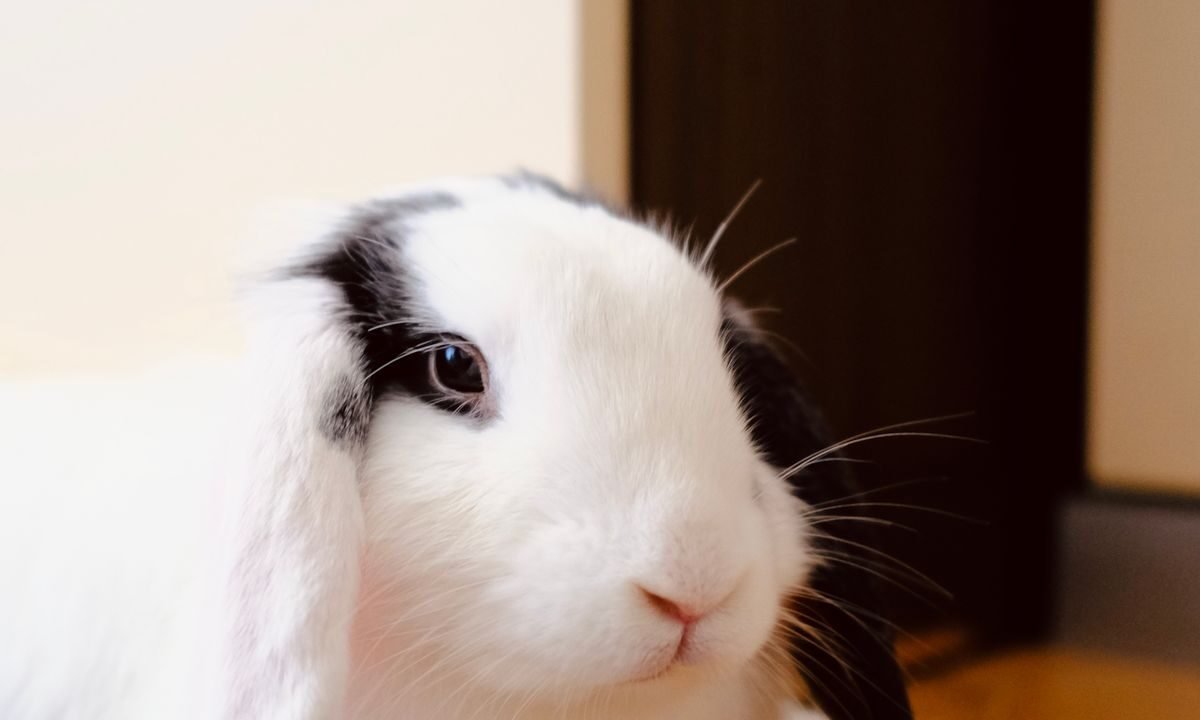 Holland Lop rabbit resting indoors while an owner monitors comfort and posture