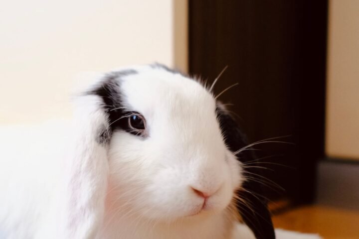 Holland Lop rabbit resting indoors while an owner monitors comfort and posture