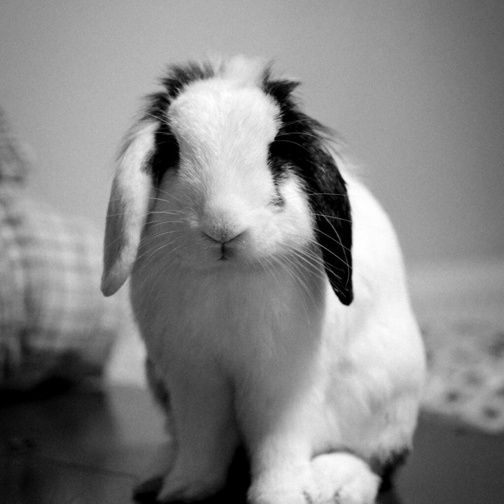 Pet rabbit indoors in a home environment prepared for safe exploration