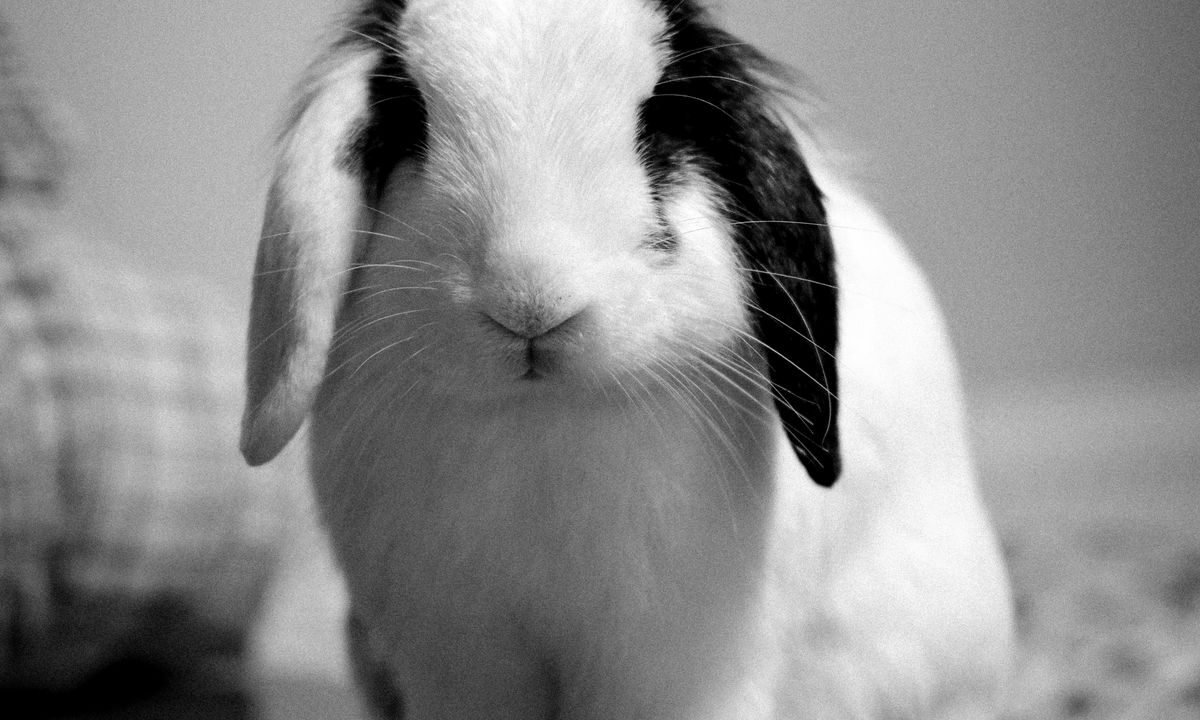 Pet rabbit indoors in a home environment prepared for safe exploration