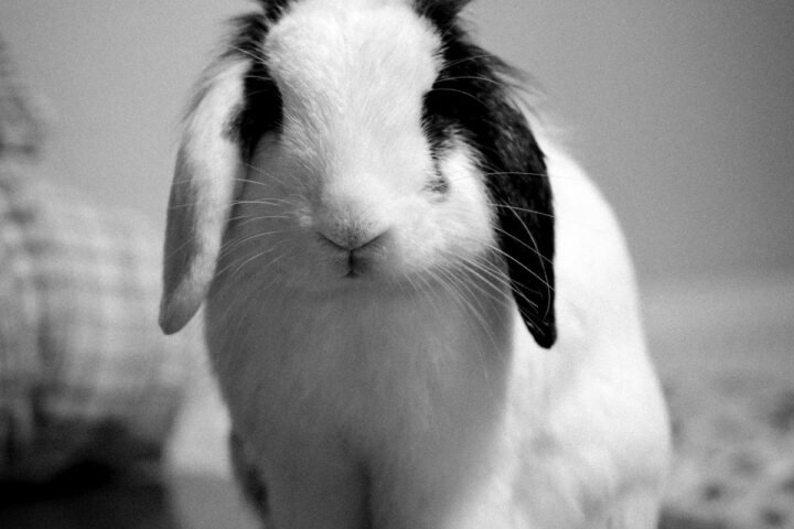 Pet rabbit indoors in a home environment prepared for safe exploration