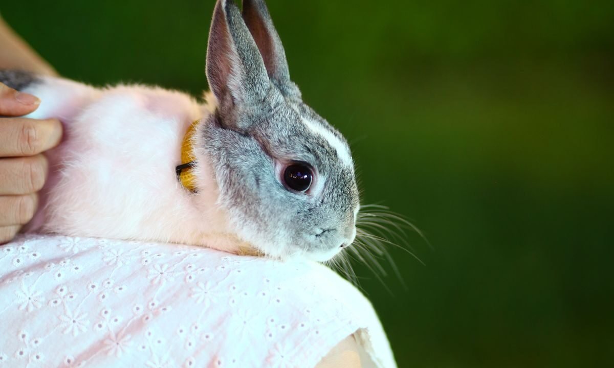 Pet rabbit resting calmly on a person's lap during gentle home care