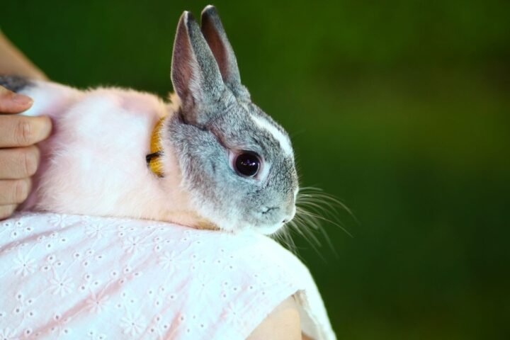Pet rabbit resting calmly on a person's lap during gentle home care