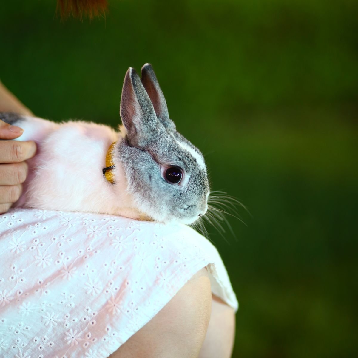 Pet rabbit resting calmly on a person's lap during gentle home care