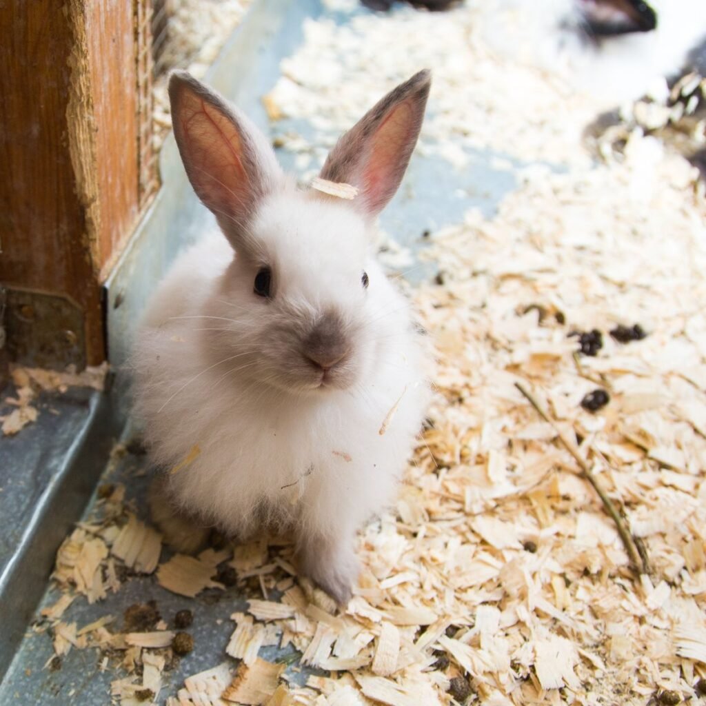 Close-up of a pet rabbit during respiratory health monitoring